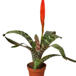 Bromeliad Vriesea 'Splenriet' houseplant
