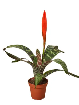Bromeliad Vriesea 'Splenriet' houseplant