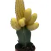 Cactus Graft Yellow houseplant