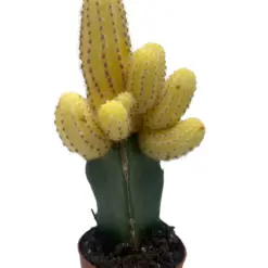 Cactus Graft Yellow houseplant