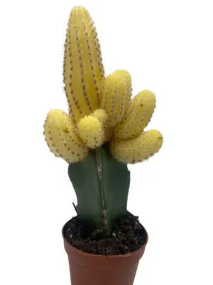 Cactus Graft Yellow houseplant