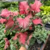 6" Caladium 'Red Flash' houseplant