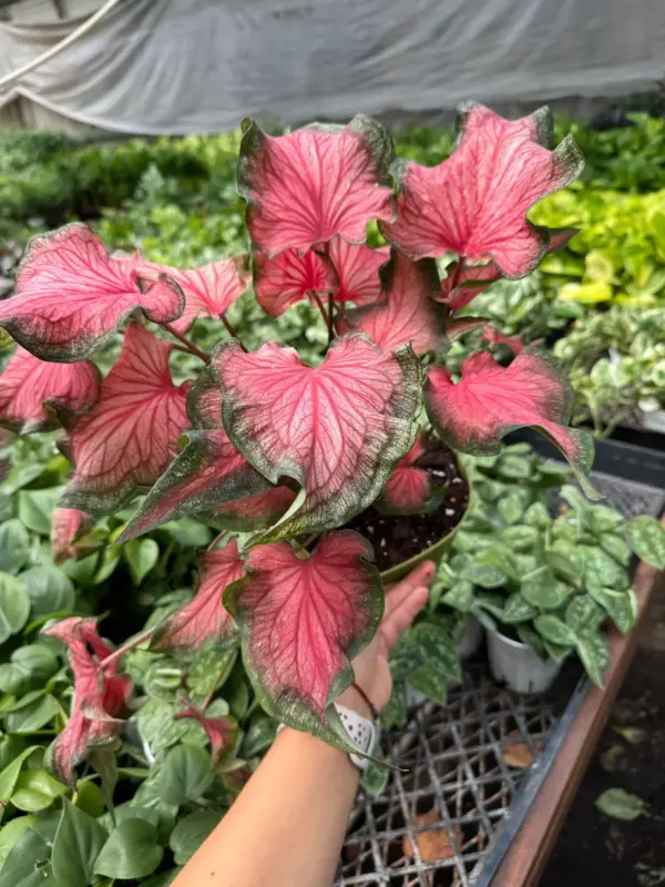 6" Caladium 'Red Flash' houseplant