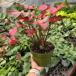 6" Caladium 'Red Flash' — additional view