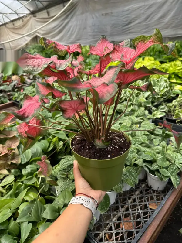 6" Caladium 'Red Flash' — additional view