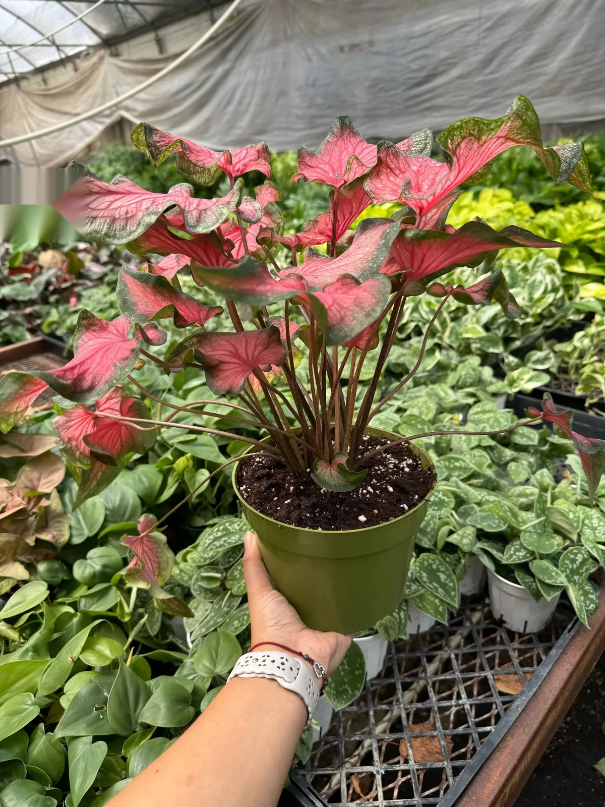 6" Caladium 