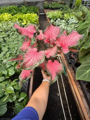 6" Caladium 'Red Flash' — additional view