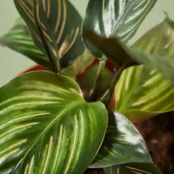 Calathea 'Beauty Star' houseplant