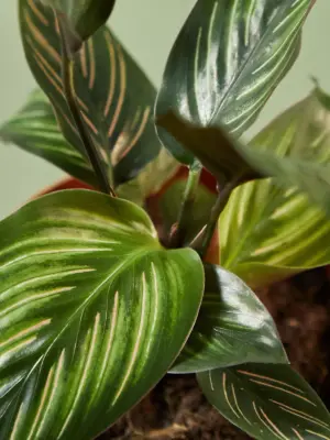 Calathea 'Beauty Star' houseplant