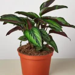 Calathea 'Beauty Star' — additional view