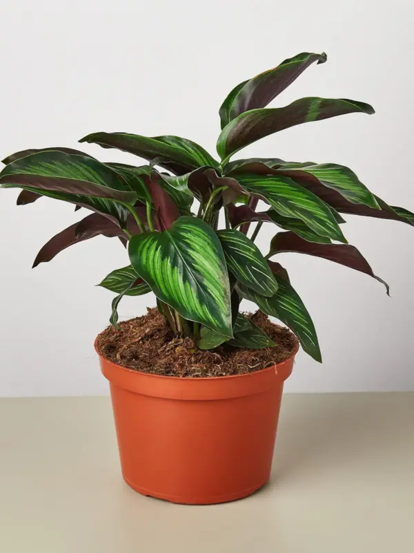 Calathea 'Beauty Star' — additional view