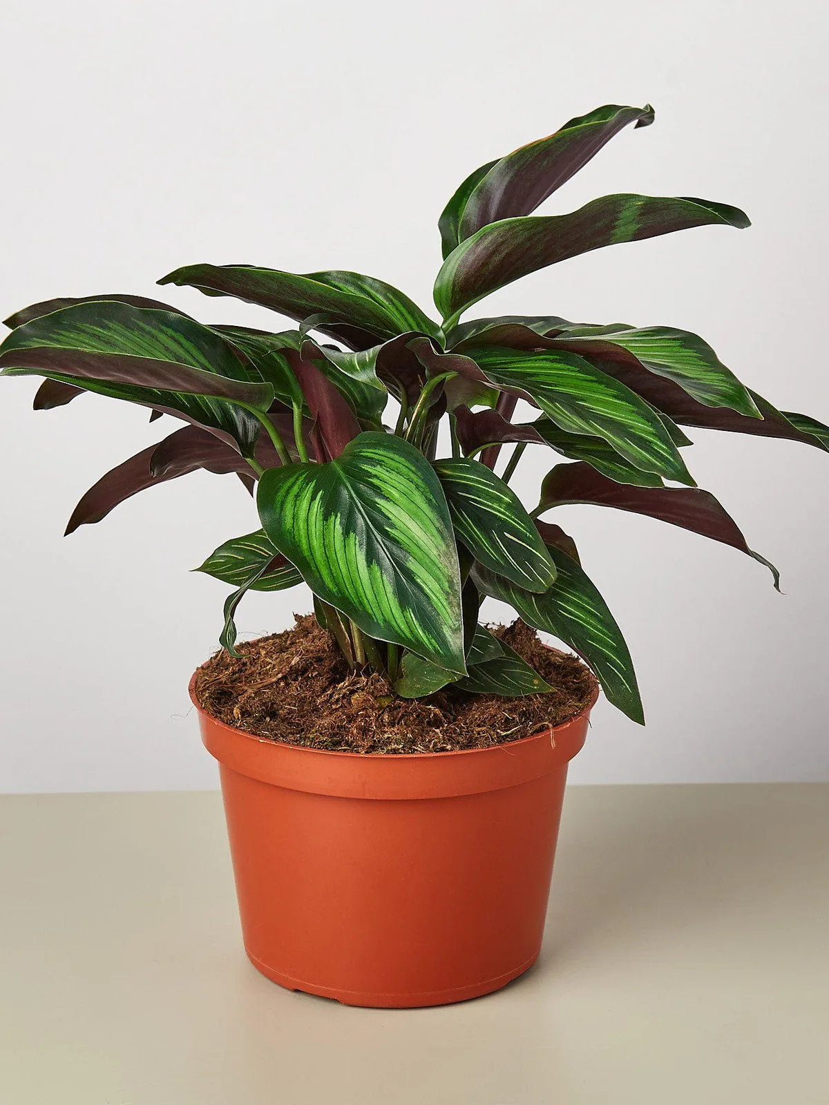 Calathea 