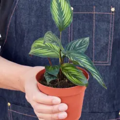 Calathea 'Beauty Star' — held in hand for size reference