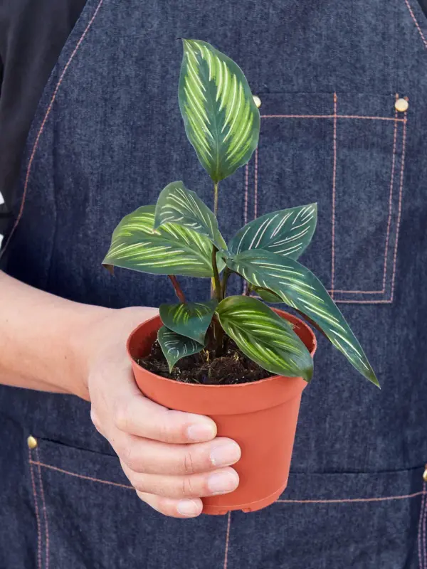 Calathea 'Beauty Star' — held in hand for size reference