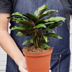 Calathea 'Beauty Star' — held in hand for size reference