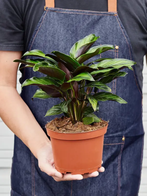 Calathea 'Beauty Star' — held in hand for size reference