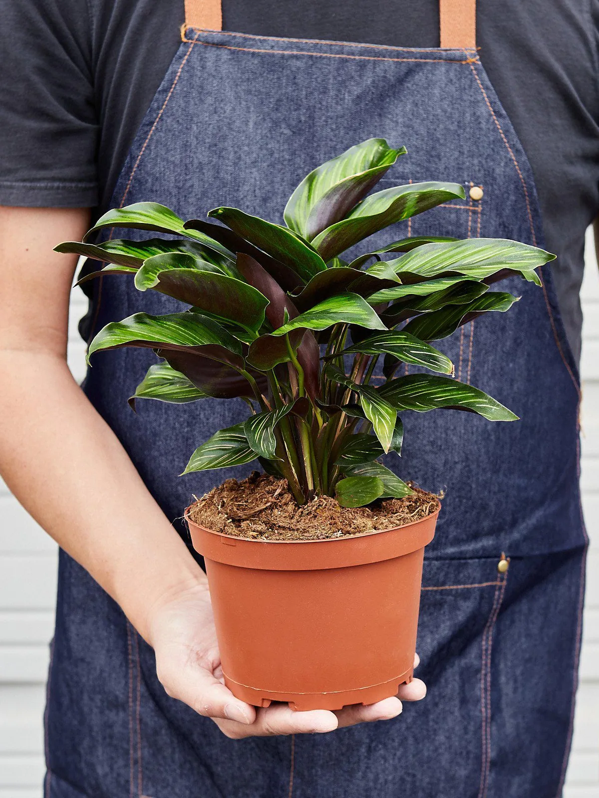Calathea 
