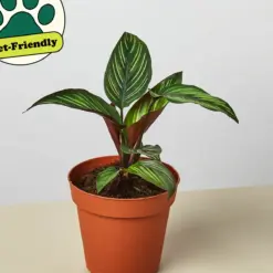 Calathea 'Beauty Star' — additional view