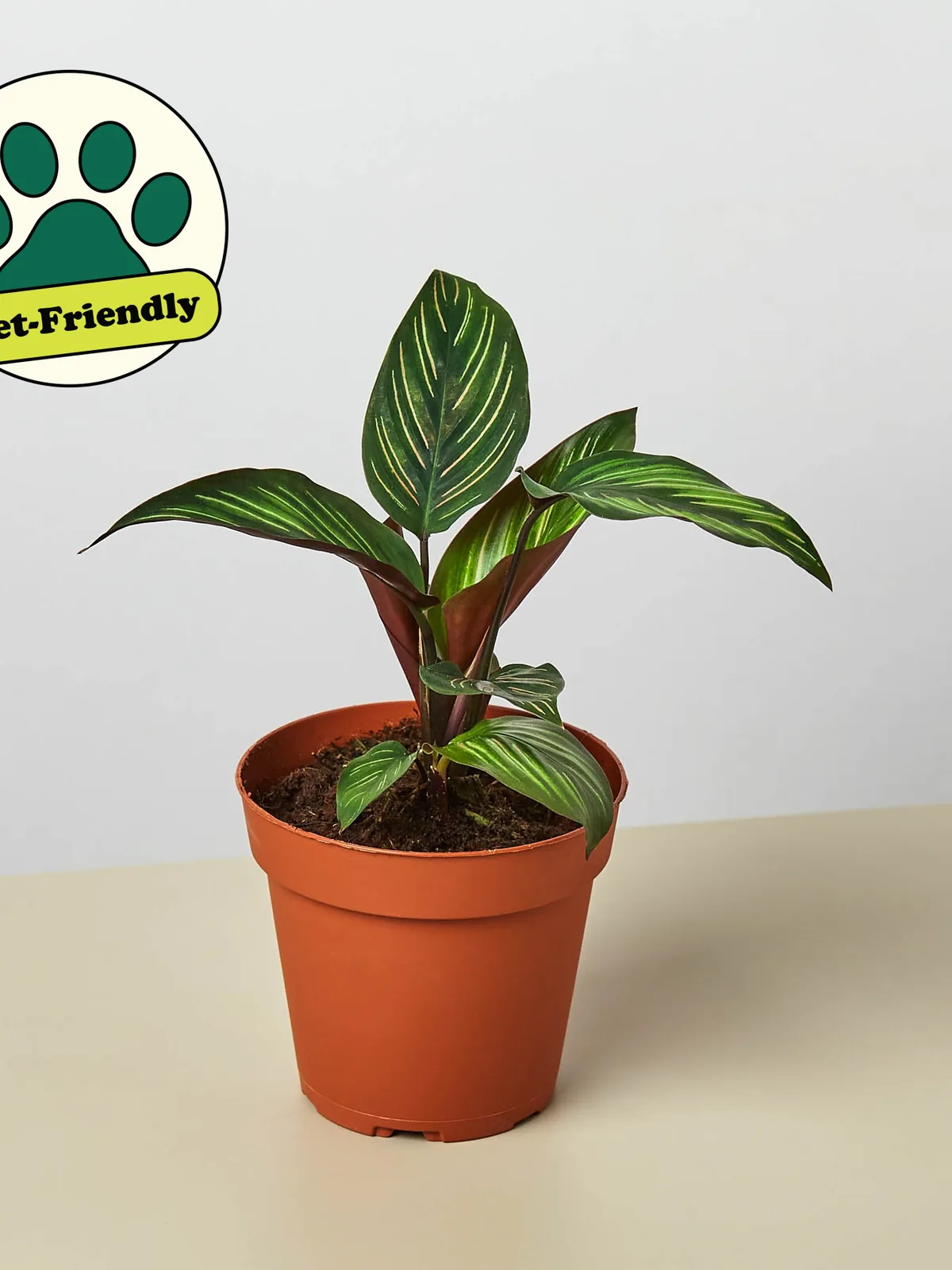 Calathea 
