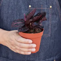 Calathea 'Dottie' houseplant