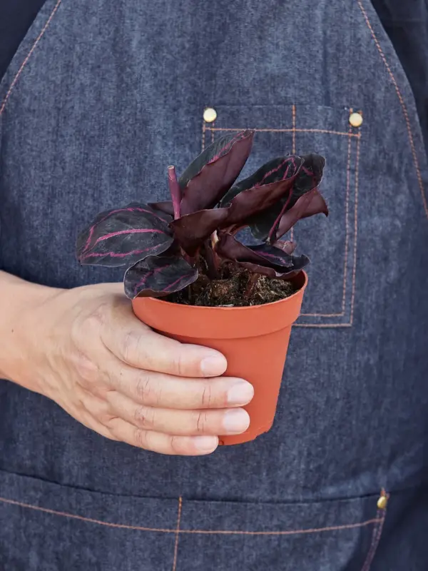 Calathea 'Dottie' houseplant