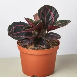 Calathea 'Dottie' — additional view
