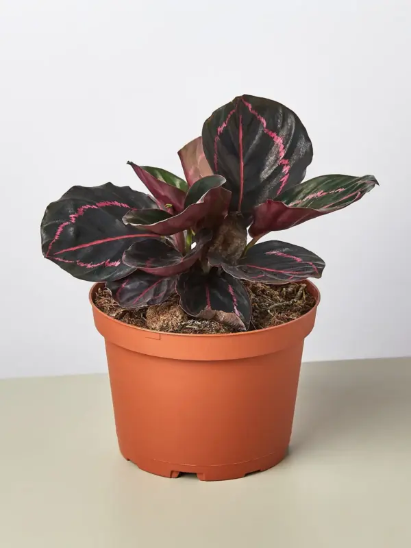 Calathea 'Dottie' — additional view