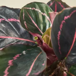 Calathea 'Dottie' — additional view