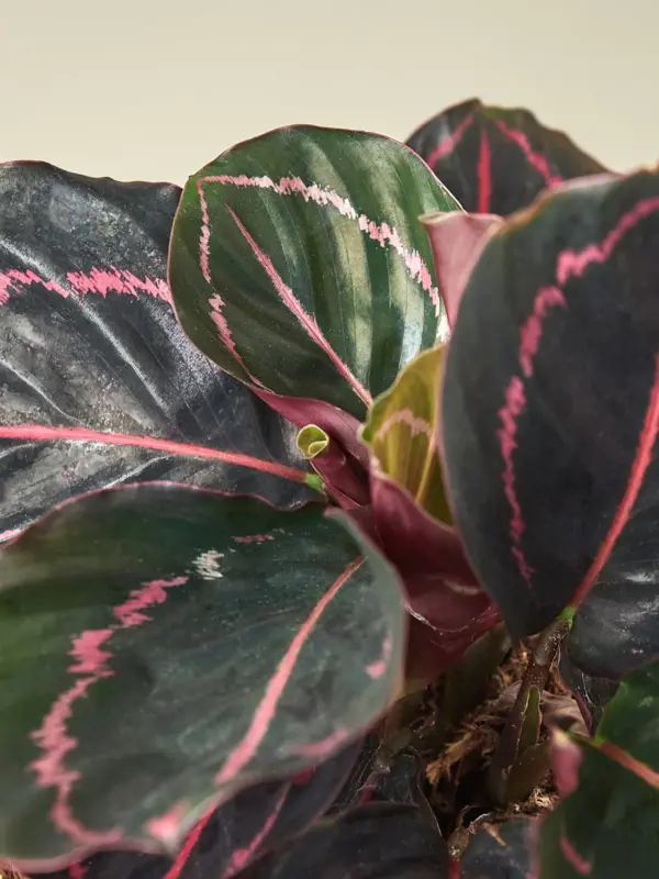 Calathea 'Dottie' — additional view