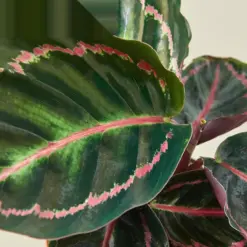 Calathea 'Dottie' — leaf detail close-up