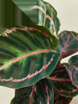 Calathea 'Dottie' — leaf detail close-up