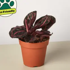 Calathea 'Dottie' — additional view
