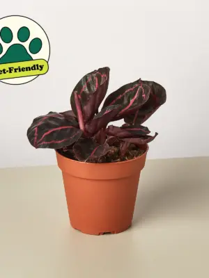 Calathea 'Dottie' — additional view