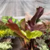 Calathea 'Fasciata' houseplant