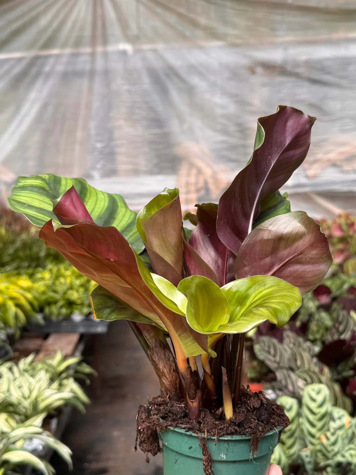 Calathea 