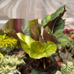 Calathea 'Fasciata' — additional view