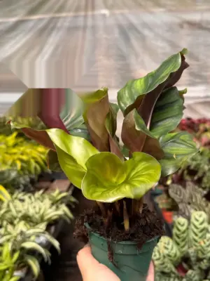 Calathea 'Fasciata' — additional view