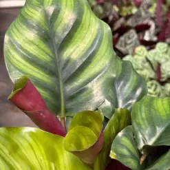 Calathea 'Fasciata' — additional view
