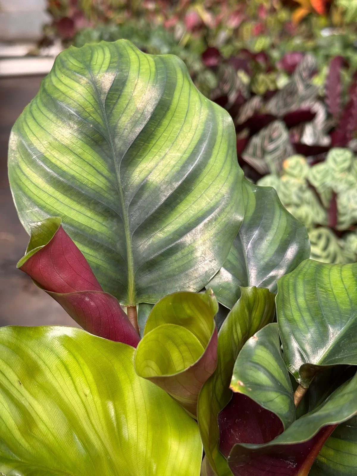 Calathea 