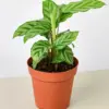Calathea Concinna 'Freddie' houseplant