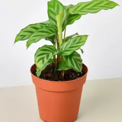 Calathea Concinna 'Freddie' houseplant