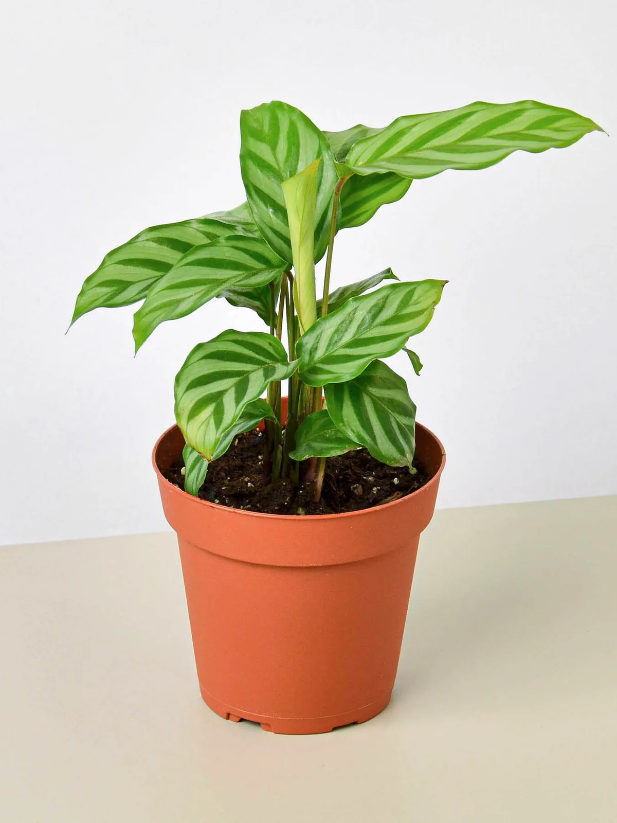 Calathea Concinna 