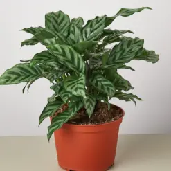 Calathea Concinna 'Freddie' — additional view