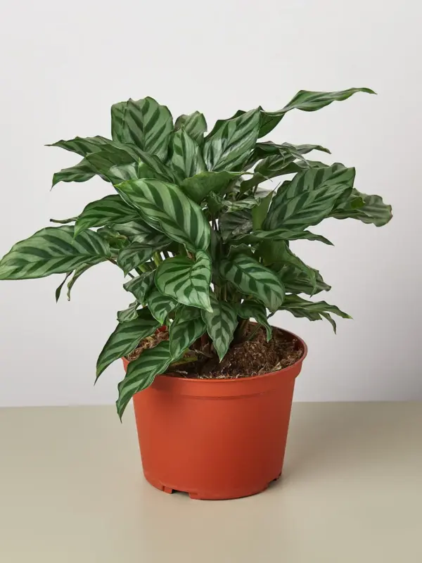 Calathea Concinna 'Freddie' — additional view