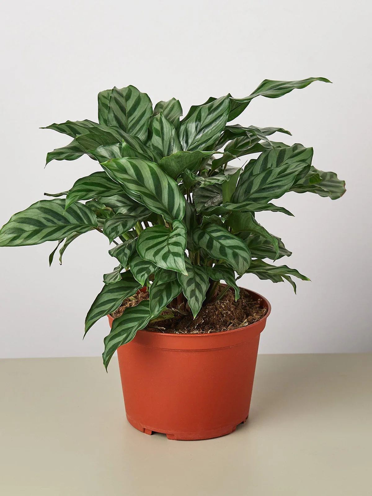 Calathea Concinna 