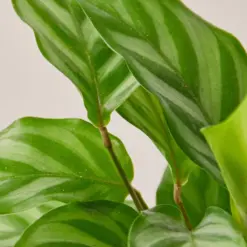 Calathea Concinna 'Freddie' — leaf detail close-up