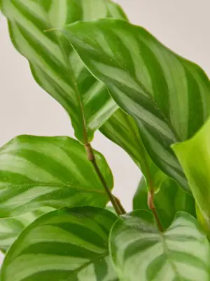 Calathea Concinna 'Freddie' — leaf detail close-up