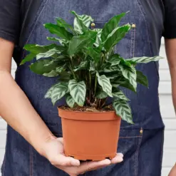 Calathea Concinna 'Freddie' — held in hand for size reference