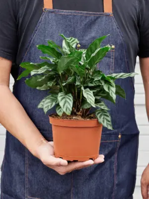 Calathea Concinna 'Freddie' — held in hand for size reference