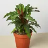 Calathea Rufibarba 'Furry Feather' houseplant